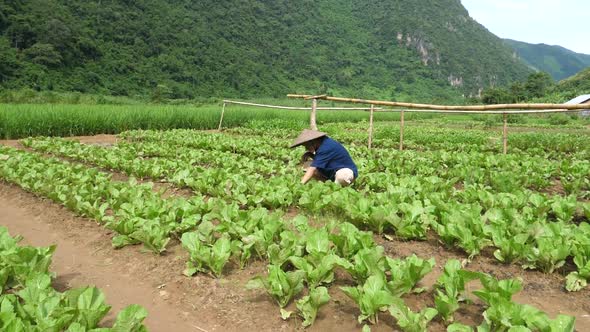 Young Farmer Taking Care His Vegetable Garden