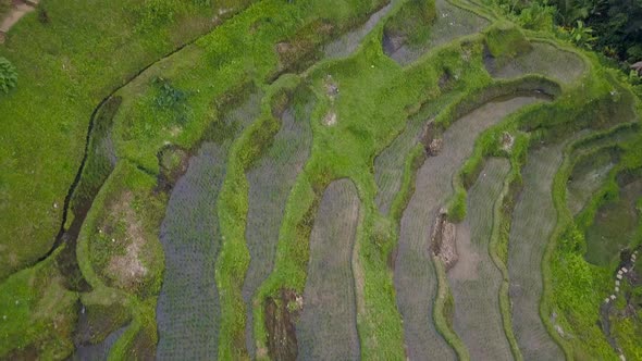 Aerial View Above of Bali Landscapes with Terraces Rice Fields.