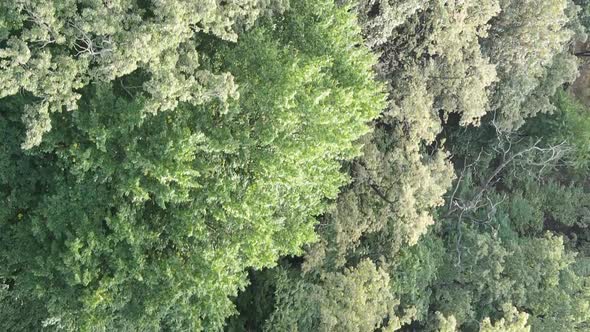 Aerial View of Green Forest in Summer