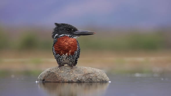 A low angle shot of a giant kingfisher perched on a stone at the lagoon hide at Zimanga private game