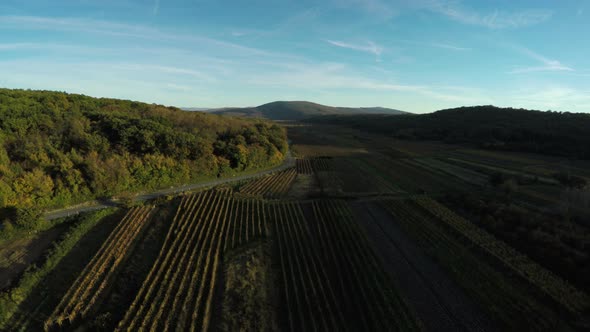 Aerial view of agriculture fields and a road