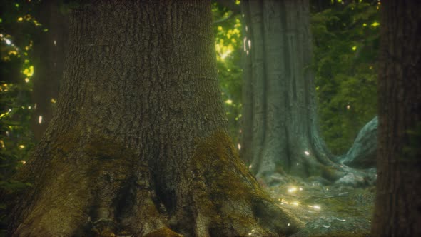 The Primeval Forest with Mossed Ground