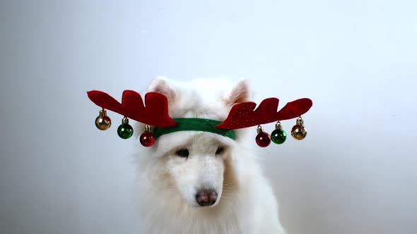 Christmas dog - Santa's helper. The white dog is dressed in a Christmas costume