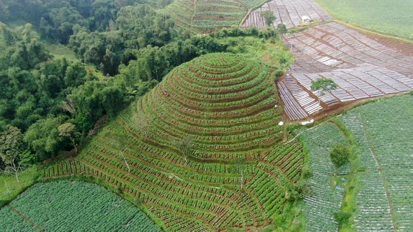 Aerial view of terraced fields, potato plantation in rural Indonesia