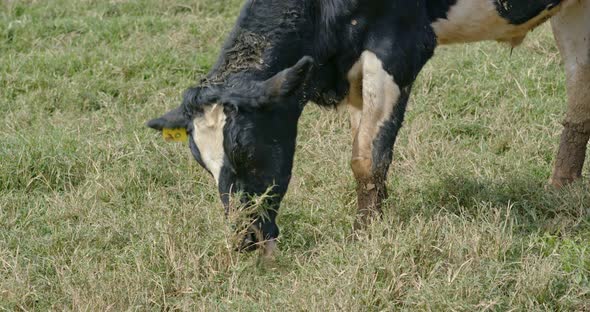 Milk cow in the farm