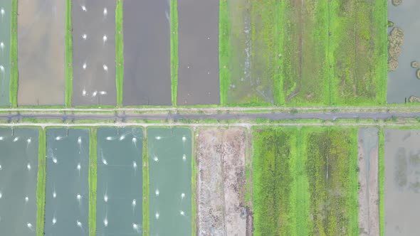 Prawn Fish Farm Aerial