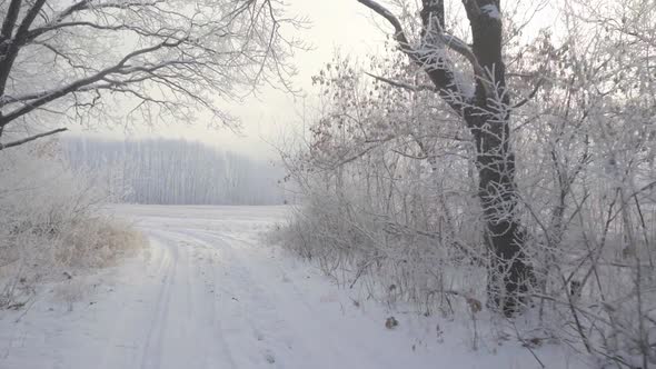 Walk Through the Winter Forest on a Beautiful Frosty Morning