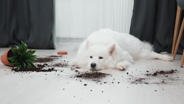 Guilty Dog on the Floor Next to an Overturned Flower