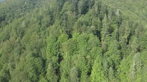 Trees in the Mountains Slow Motion. Aerial View of the Carpathian Mountains in Autumn. Ukraine