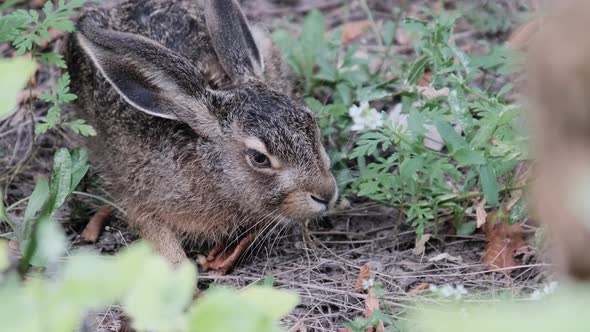 Wild Hare is Sitting in the Bushes Closeup Gray Rabbit Sit Down in the Forest