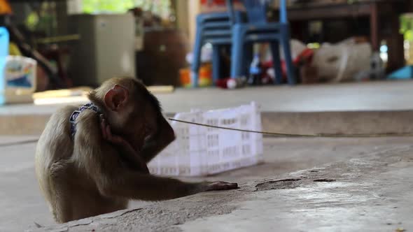 A static shot of a long tail Macaque baby monkey on the leash playing with its feet and biting them