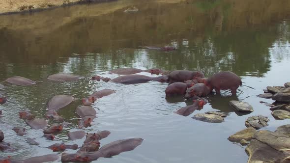 Herd of Hippos in Mara River at Africa