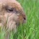 Close up footage of a small rabbit eating his food on a meadow - VideoHive Item for Sale