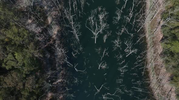 A high view following a flooded forest valley littered with dead and dying trees throughout the wate