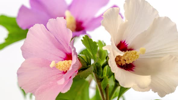 Hibiscus Flower Blossom Timelapse White 5