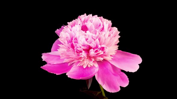 Time Lapse of Opening Beautiful Pink Peony Flowers