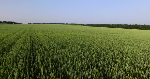 Field of Green Wheat. Overhead Shot