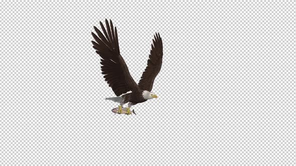 Bald Eagle with Salmon Fish - 4K Flying Loop - Side Angle alt