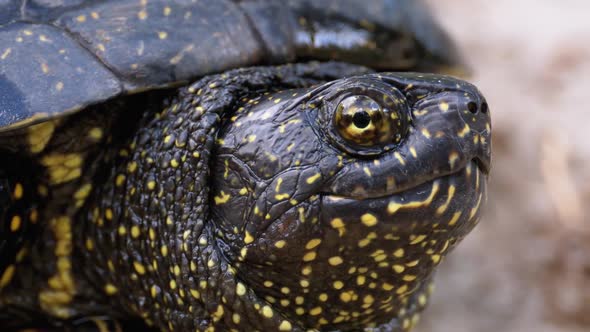 River Turtle Lies on Sand. European Pond Turtle Emys Orbicularis, Slow Motion