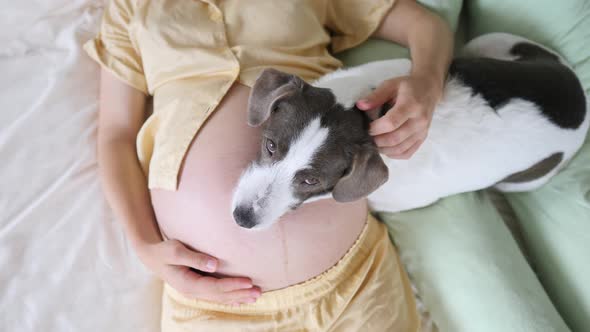 Pregnant Woman Sleeping On Bed With Her Dog