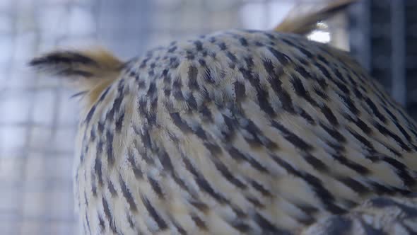 Striped feathers on back of head of Siberian eagle owl. Close up.