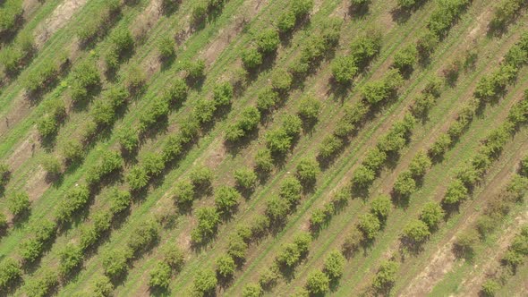 Cultivated cherry orchard trees from above 4K aerial video