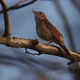Nightingale Song - VideoHive Item for Sale