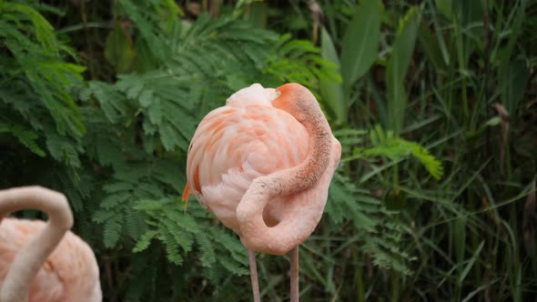 Flock of beautiful flamingos in natural environment