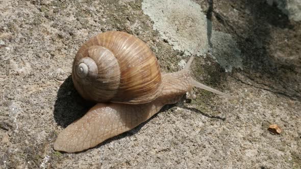 Roman or  Burgundy snail slow-mo close-up 1080p FullHD footage - Helix pomatia escargot  slow motion