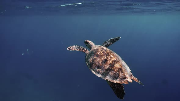 Sea Turtle Slowly Swimming in Blue Water Through Sunlight