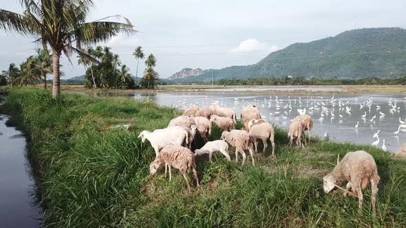 Aerial herd of goats grazing grass in field at Penang