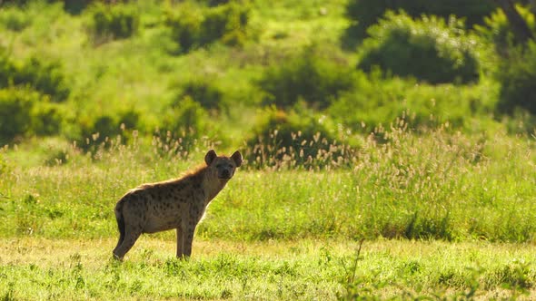A Medium Shot of a Spotted Hyena Feeding in the Dense Grass Captured During a Scientific Expedition