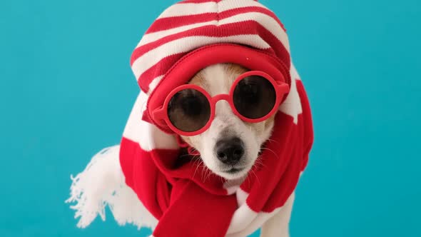 Dog in a Hat and a Scarf