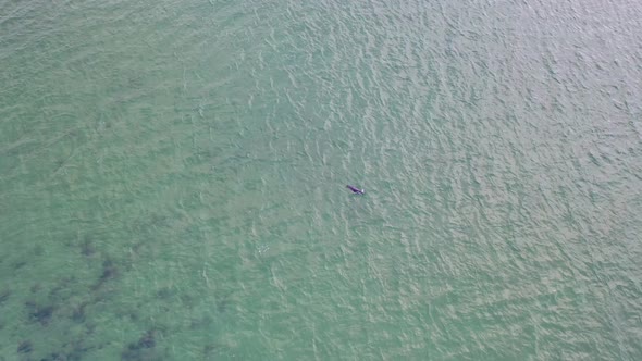Seal Swimming and Diving in Gweebarra Bay  County Donegal Ireland