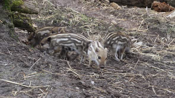 Five Wild Boar Piglets are Eating and Playing