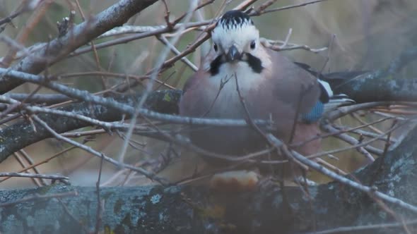 Eurasian Jay or Garrulus Glandarius Eats Something on Tree Branch