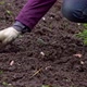 Woman Plans Garlic Cloves Into the Garden Bed Outdoors - VideoHive Item for Sale