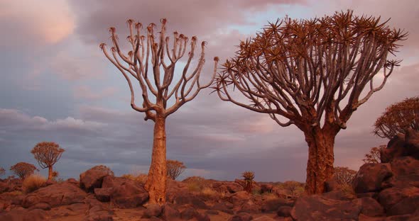 Quiver trees in the forest of Namibia and colorful sunset sky, 4k