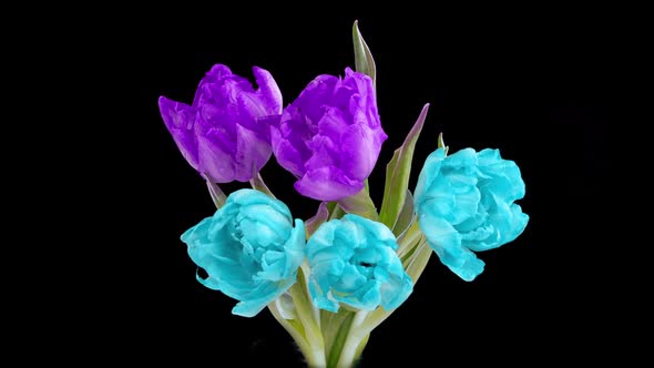 Beautiful Blue and Purple Tulip Flowers Background