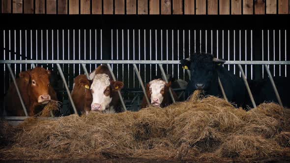 Cows Feeding In Cattle Shed