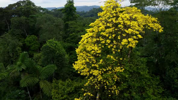 Aerial view of a Guayacan Trumpet Tree, Tabebuia guayacan, with yellow flowers