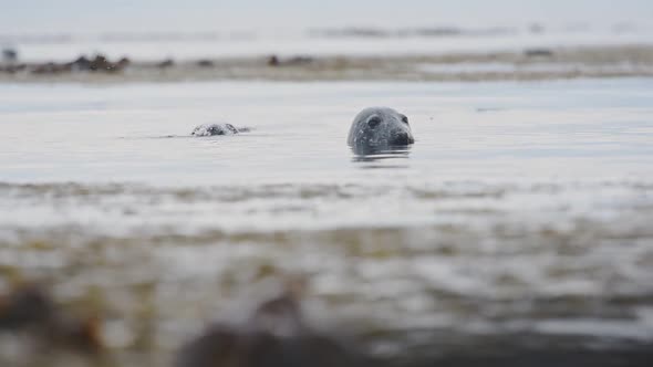 Harbor Seals Submerged In The Cold Waters In Rathlin Island, Ireland - Closeup Shot