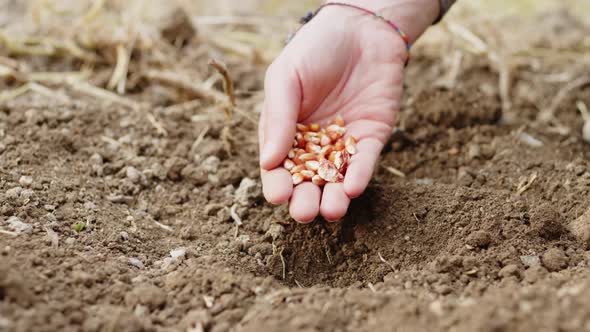 Girl Hand is Putting Corn Seeds Into the Soil for Cultivation