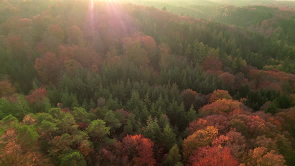 Drone Over Sunlit Dense Autumn Forest At Sunset