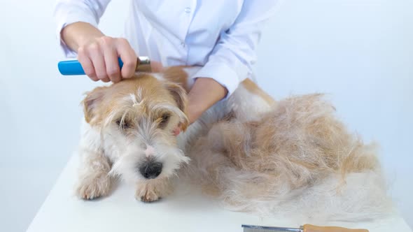 A specialist plucks a dog's hair with a trimming knife on a white table