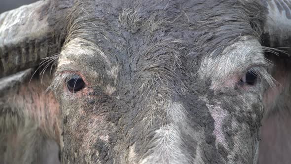 Close up eye of buffalo look 