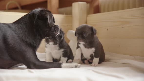 A Japanese Chin, Chihuahua mix mother plays with her 3 week old pups