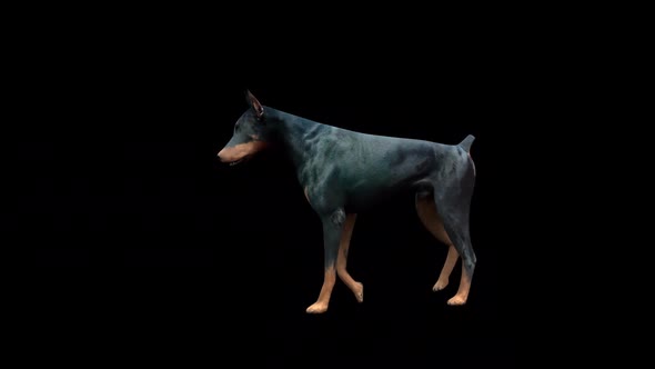 Doberman Walk alt