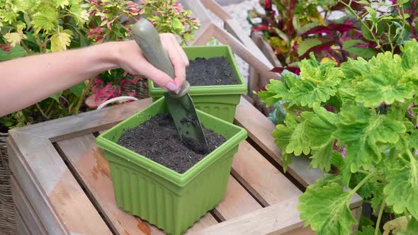 Woman Hand Prepare Soil in Flower Pot for Seed By Iron Shovel Planting Seedling