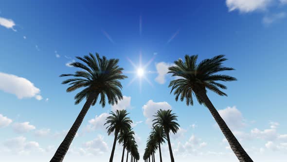 4K Palm Trees And Sky alt